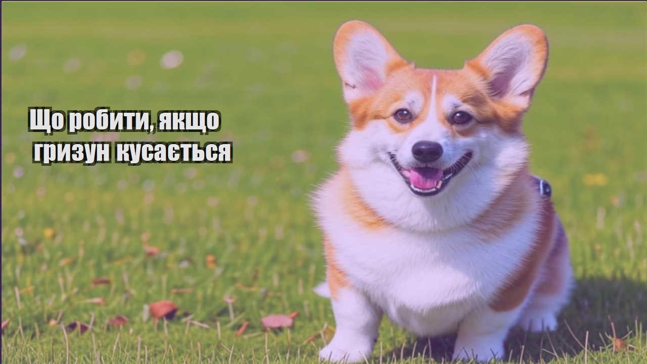 shho robyty yakshho gryzun kusayetsya