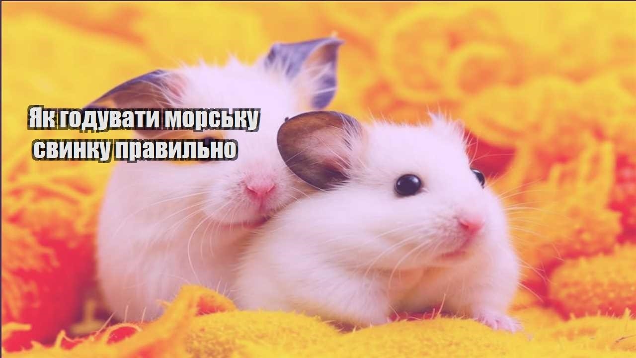 yak goduvaty morsku svynku pravylno