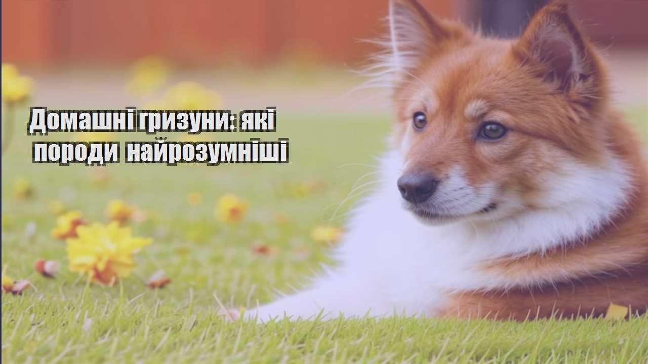 domashni gryzuny yaki porody najrozumnishi