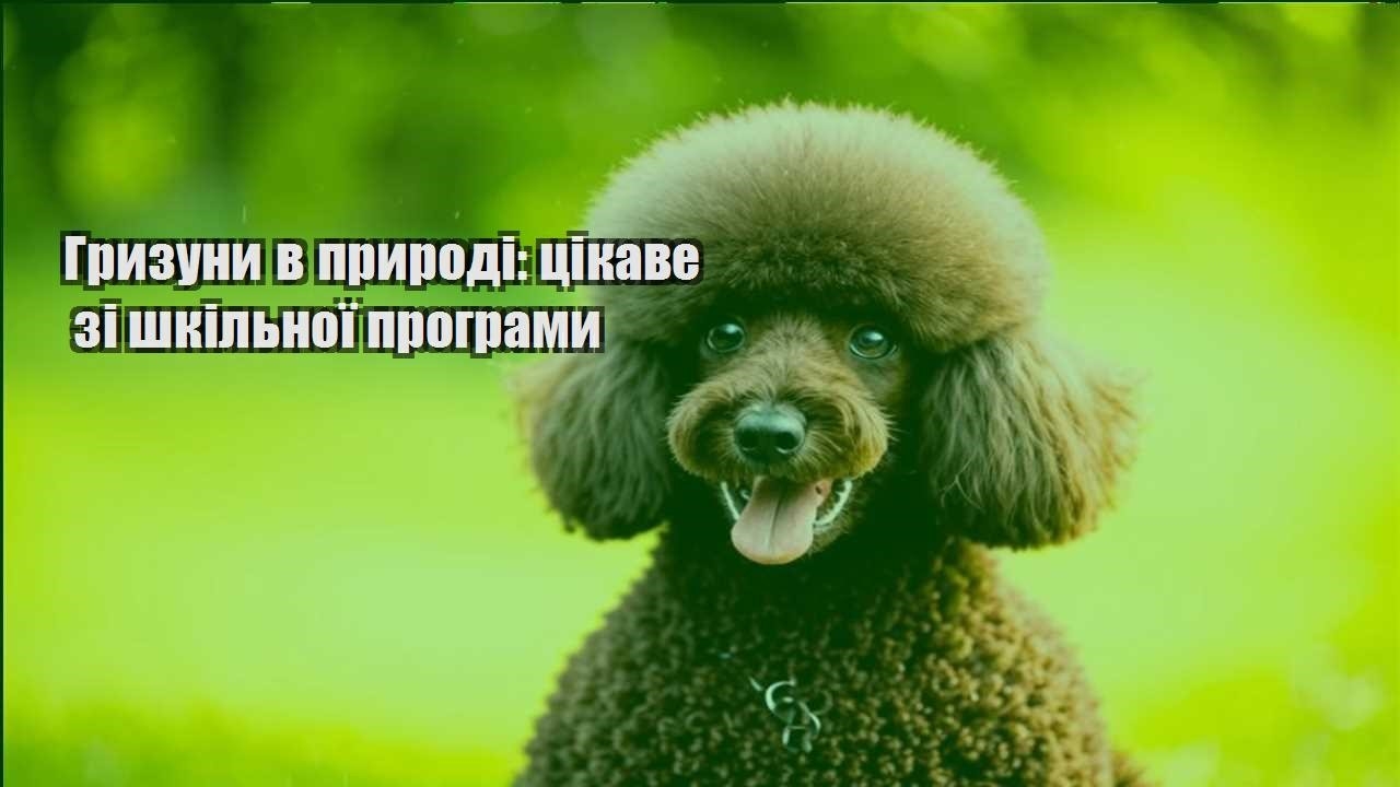 gryzuny v pryrodi czikave zi shkilnoyi programy