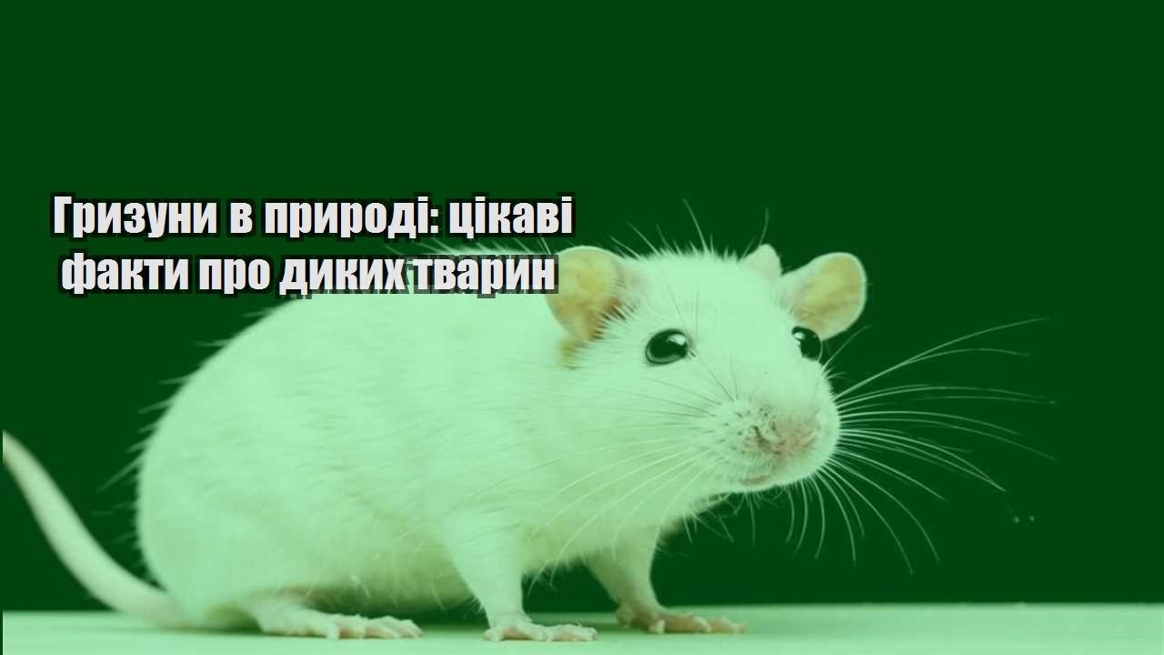 gryzuny v pryrodi czikavi fakty pro dykyh tvaryn