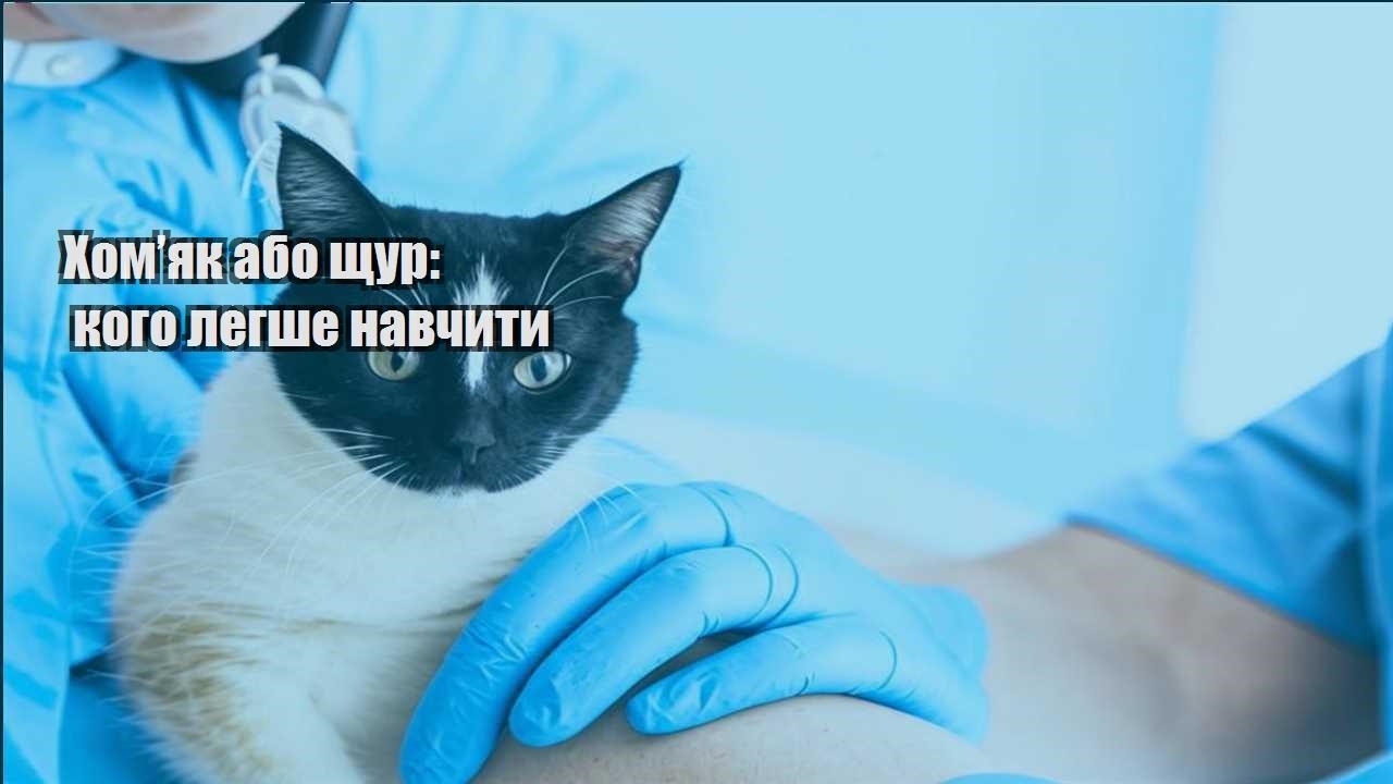 homyak abo shhur kogo legshe navchyty