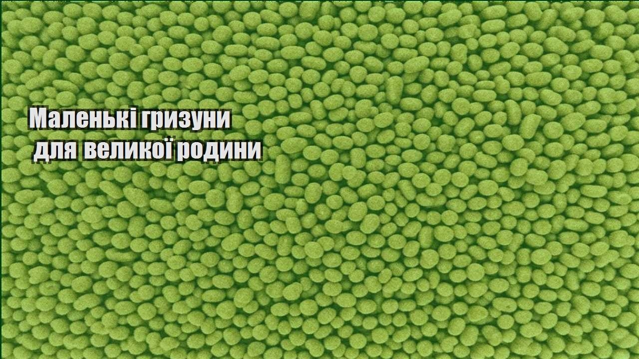 malenki gryzuny dlya velykoyi rodyny