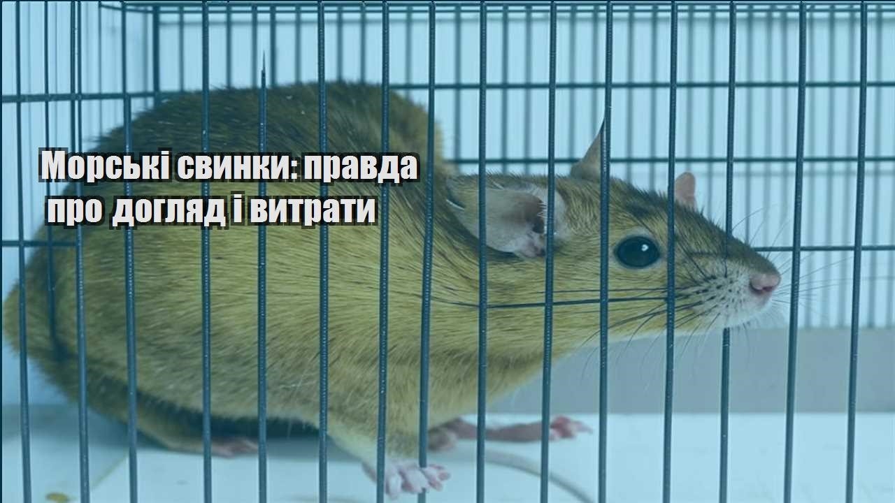 morski svynky pravda pro doglyad i vytraty