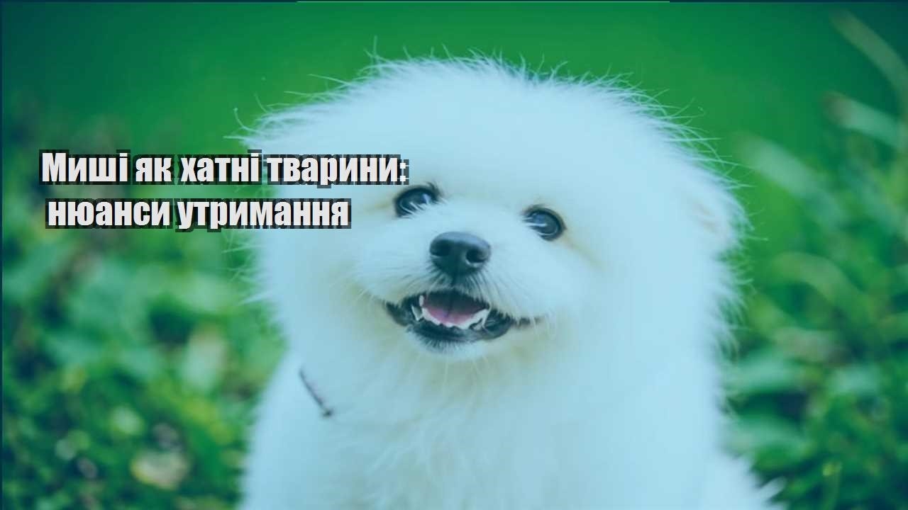 myshi yak hatni tvaryny nyuansy utrymannya