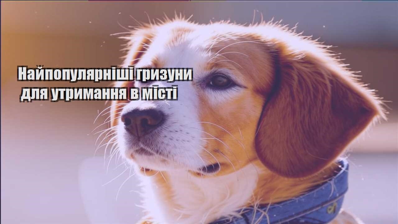 najpopulyarnishi gryzuny dlya utrymannya v misti