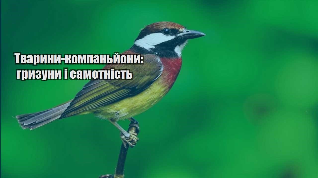 tvaryny kompanjony gryzuny i samotnist