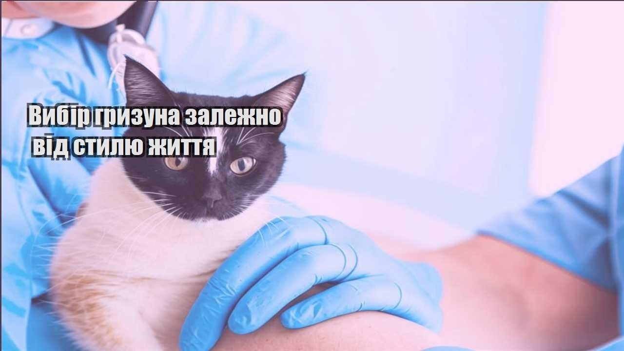 vybir gryzuna zalezhno vid stylyu zhyttya