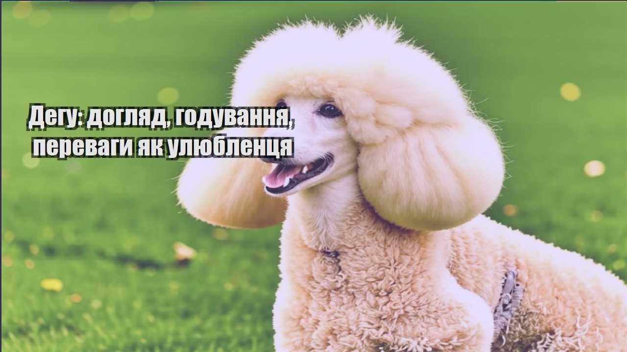 degu doglyad goduvannya perevagy yak ulyublenczya