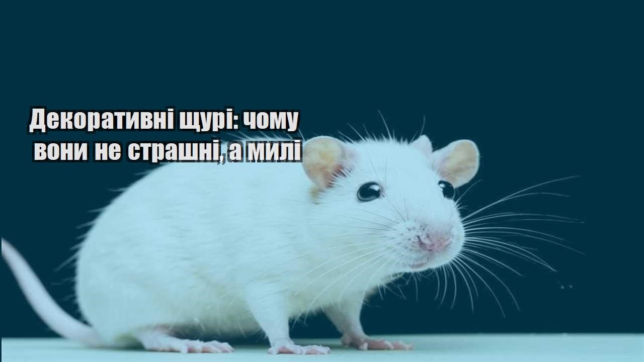 dekoratyvni shhuri chomu vony ne strashni a myli
