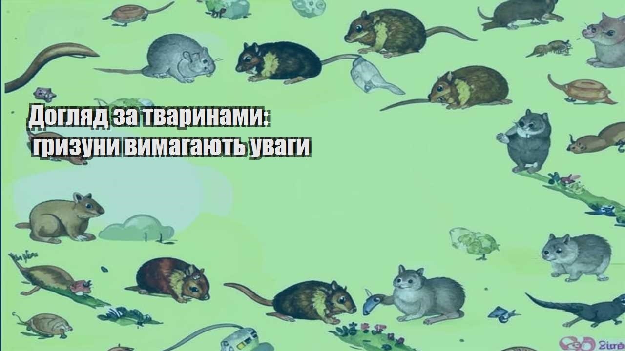 doglyad za tvarynamy gryzuny vymagayut uvagy
