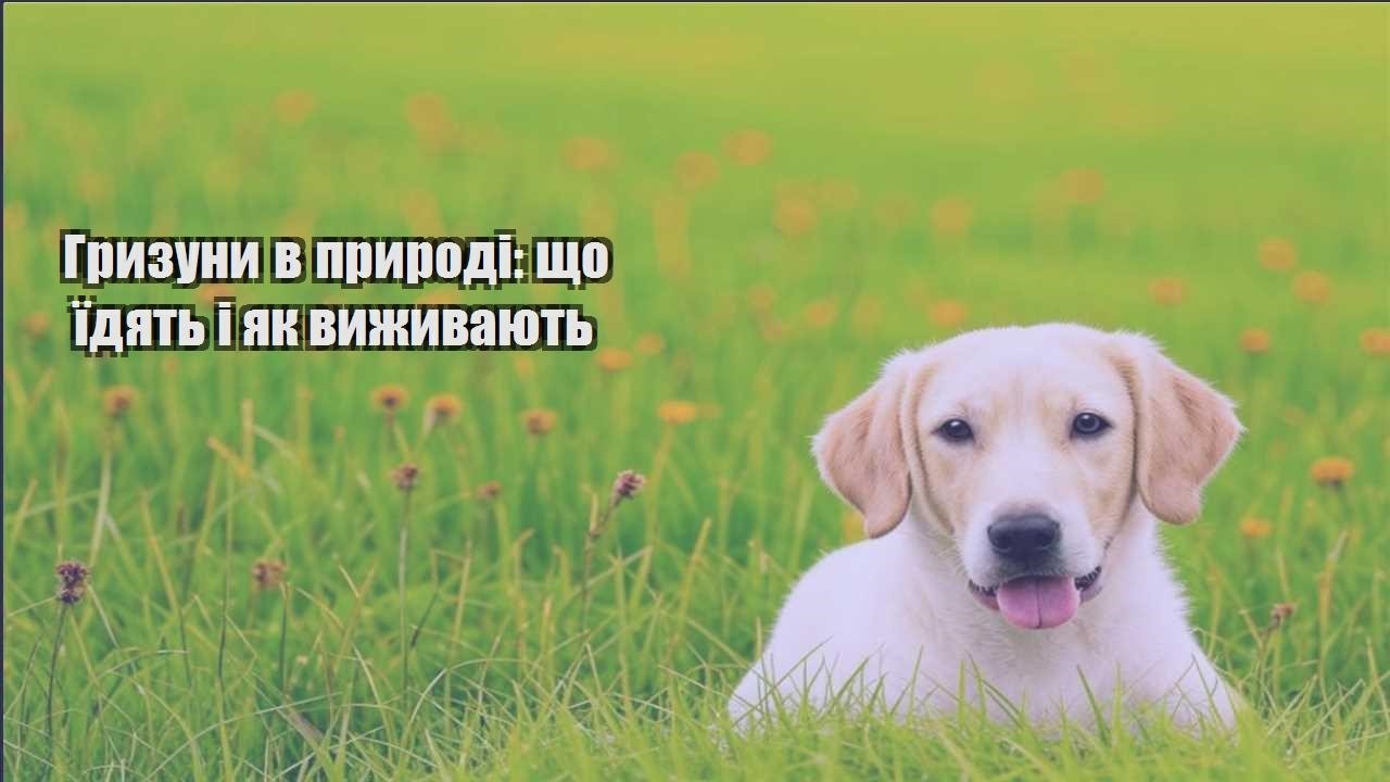 gryzuny v pryrodi shho yidyat i yak vyzhyvayut