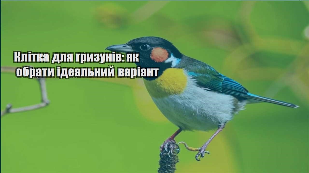 klitka dlya gryzuniv yak obraty idealnyj variant