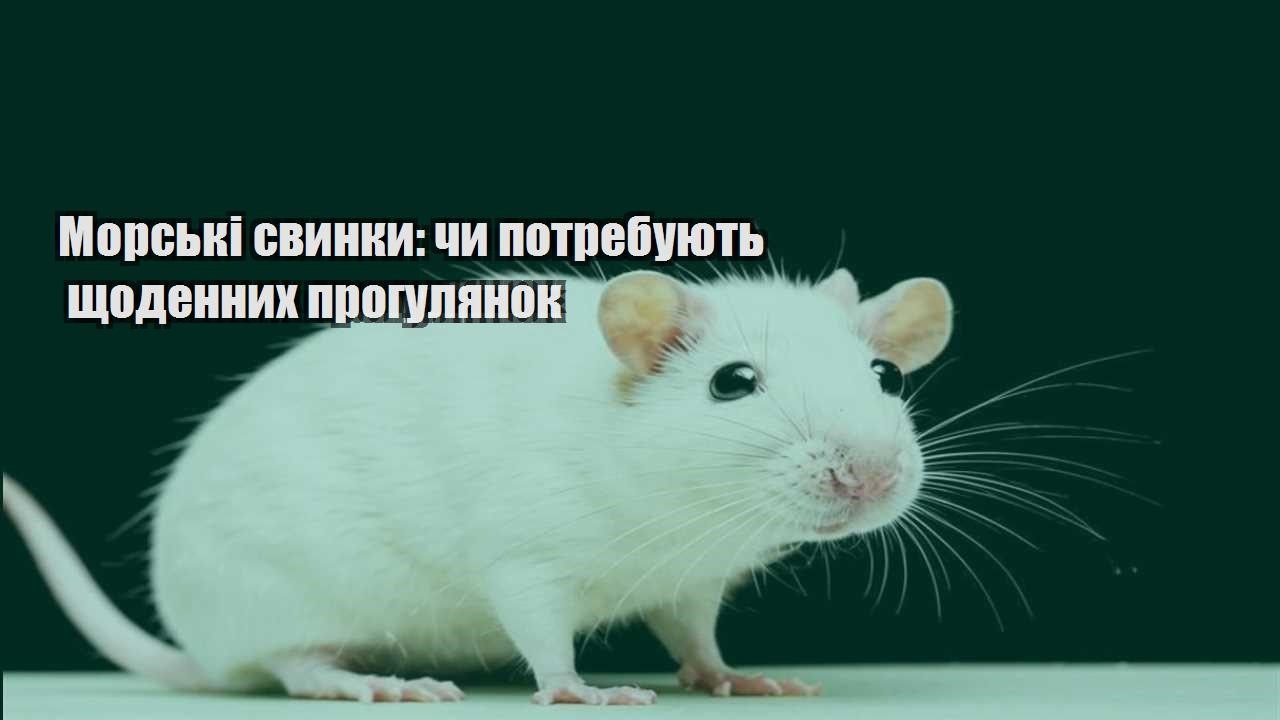 morski svynky chy potrebuyut shhodennyh progulyanok