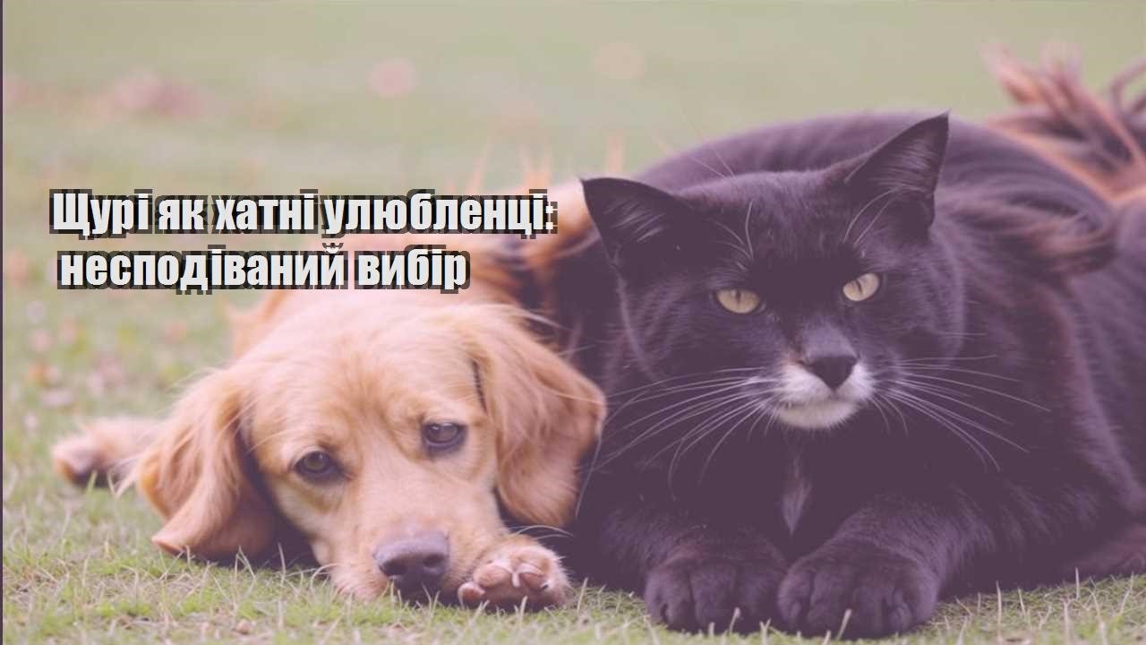 shhuri yak hatni ulyublenczi nespodivanyj vybir