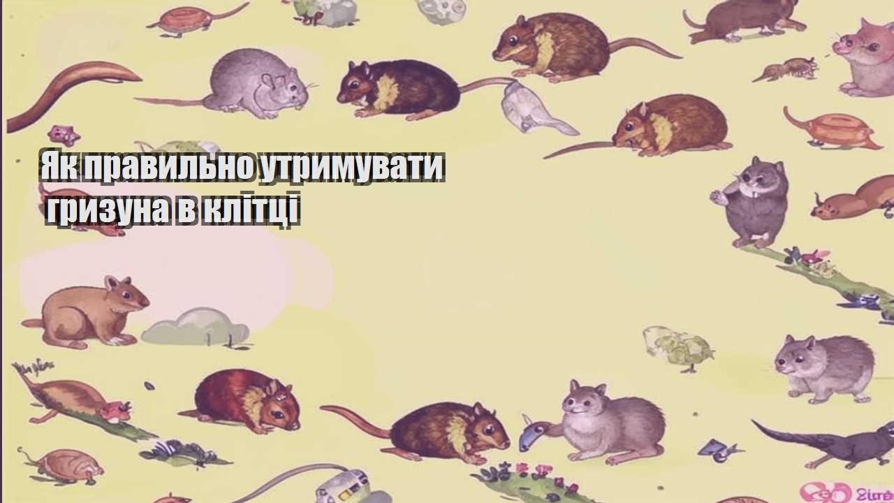 yak pravylno utrymuvaty gryzuna v klitczi