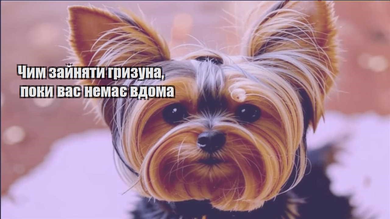 chym zajnyaty gryzuna poky vas nemaye vdoma