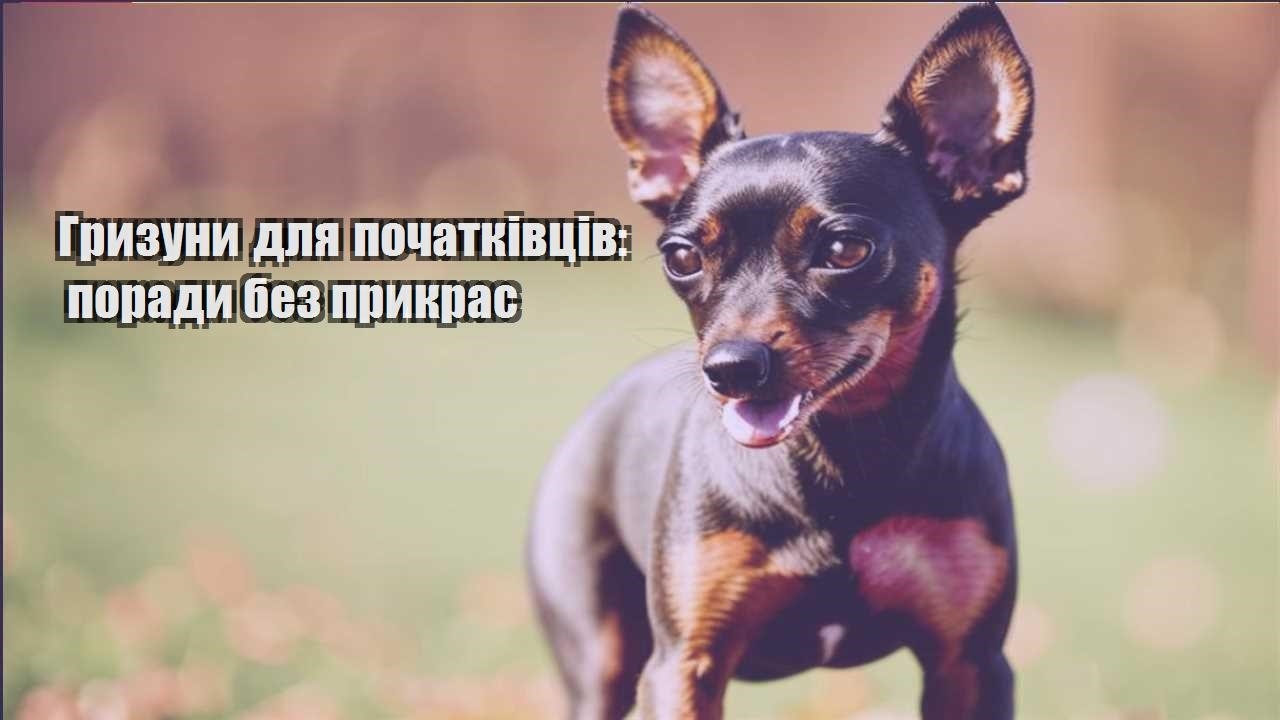 gryzuny dlya pochatkivcziv porady bez prykras