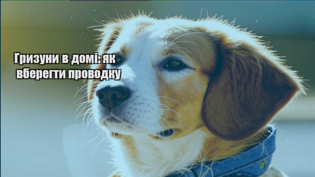 gryzuny v domi yak vberegty provodku