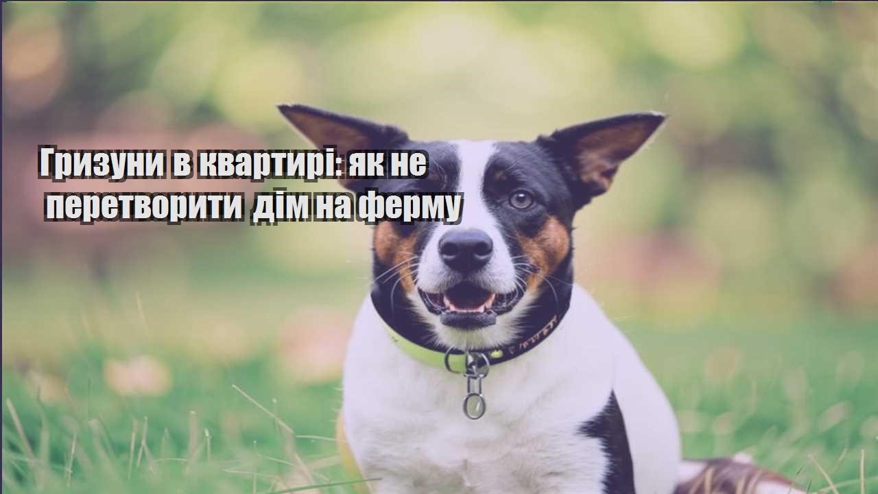 gryzuny v kvartyri yak ne peretvoryty dim na fermu