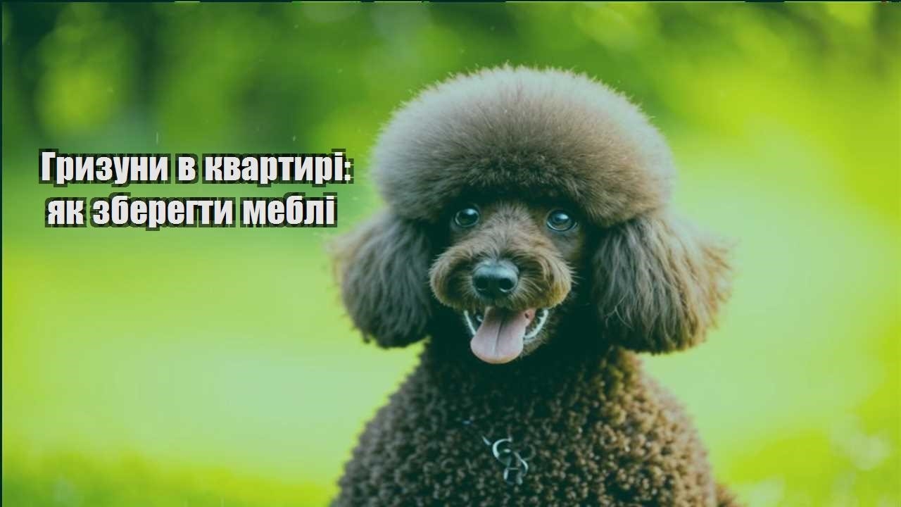 gryzuny v kvartyri yak zberegty mebli