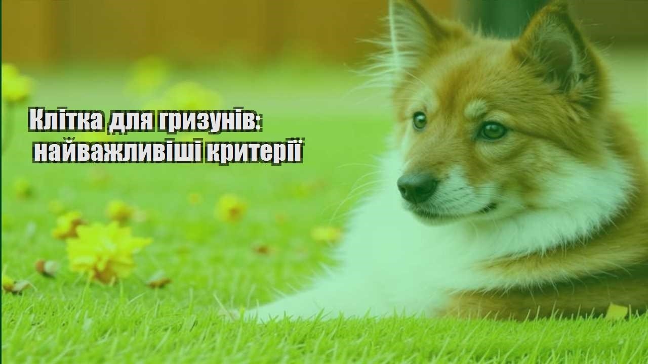 klitka dlya gryzuniv najvazhlyvishi kryteriyi