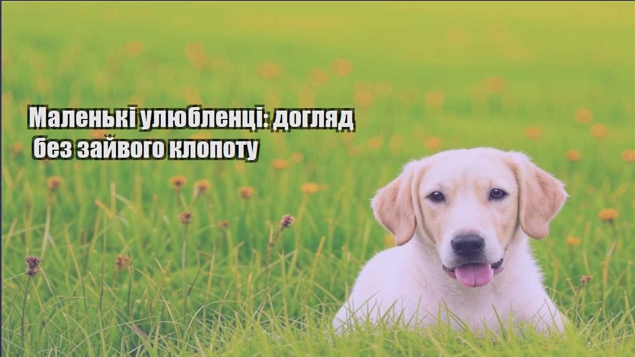 malenki ulyublenczi doglyad bez zajvogo klopotu