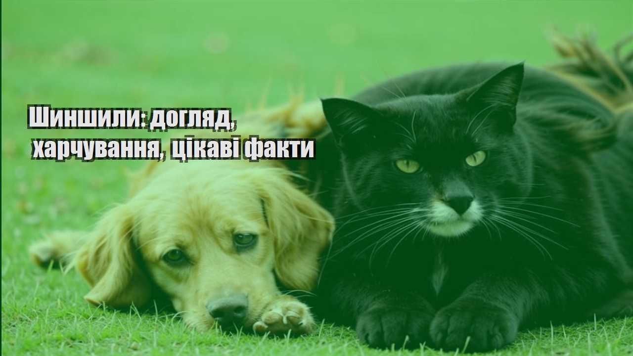 shynshyly doglyad harchuvannya czikavi fakty