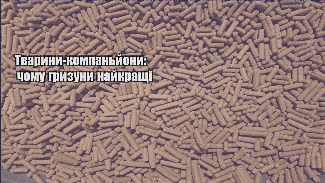 tvaryny kompanjony chomu gryzuny najkrashhi