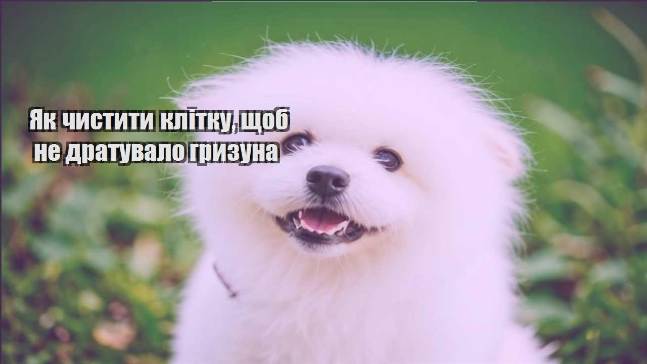 yak chystyty klitku shhob ne dratuvalo gryzuna