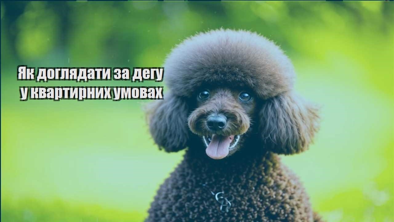 yak doglyadaty za degu u kvartyrnyh umovah