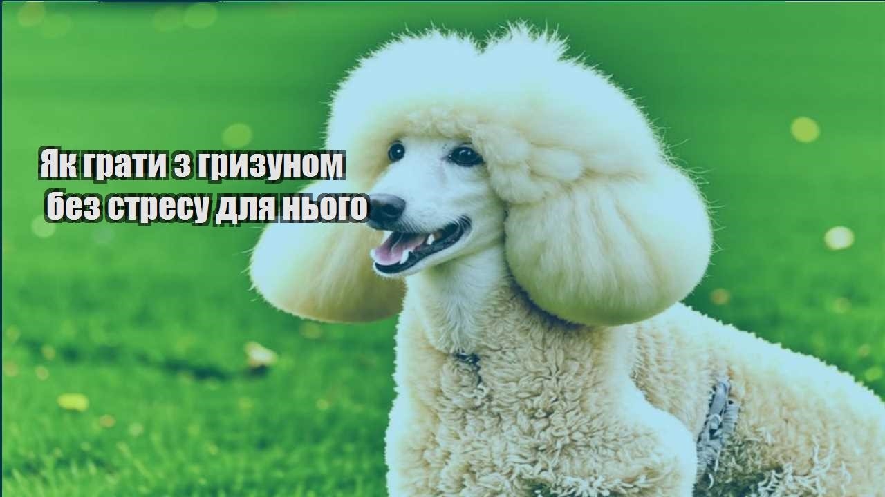 yak graty z gryzunom bez stresu dlya nogo
