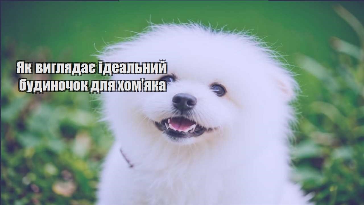 yak vyglyadaye idealnyj budynochok dlya homyaka