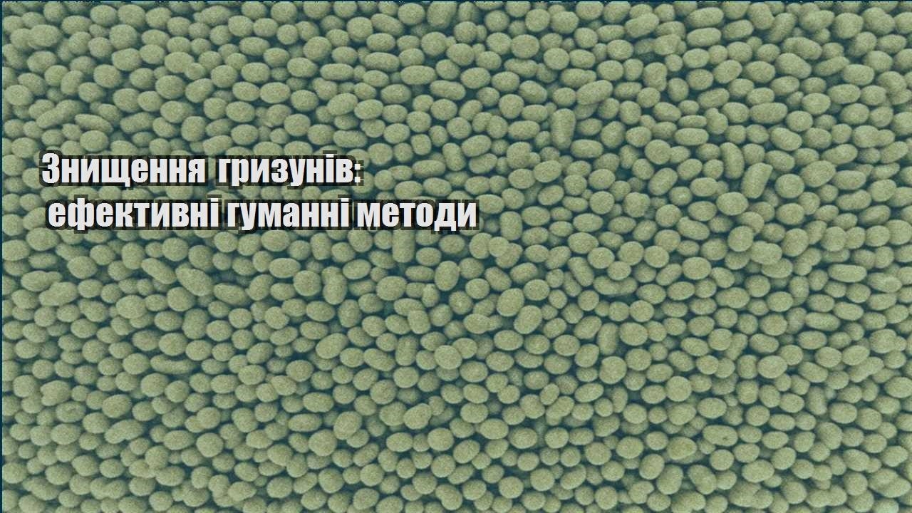 znyshhennya gryzuniv efektyvni gumanni metody