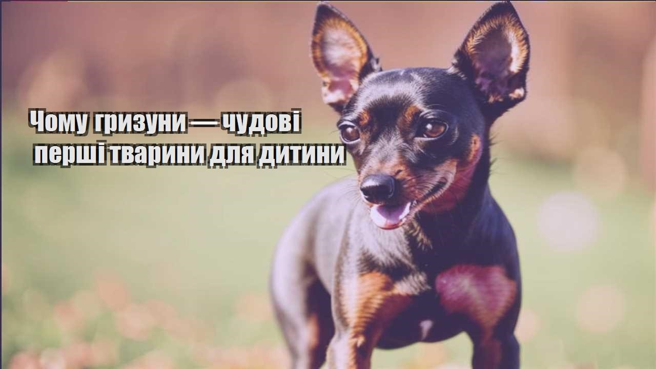 chomu gryzuny — chudovi pershi tvaryny dlya dytyny