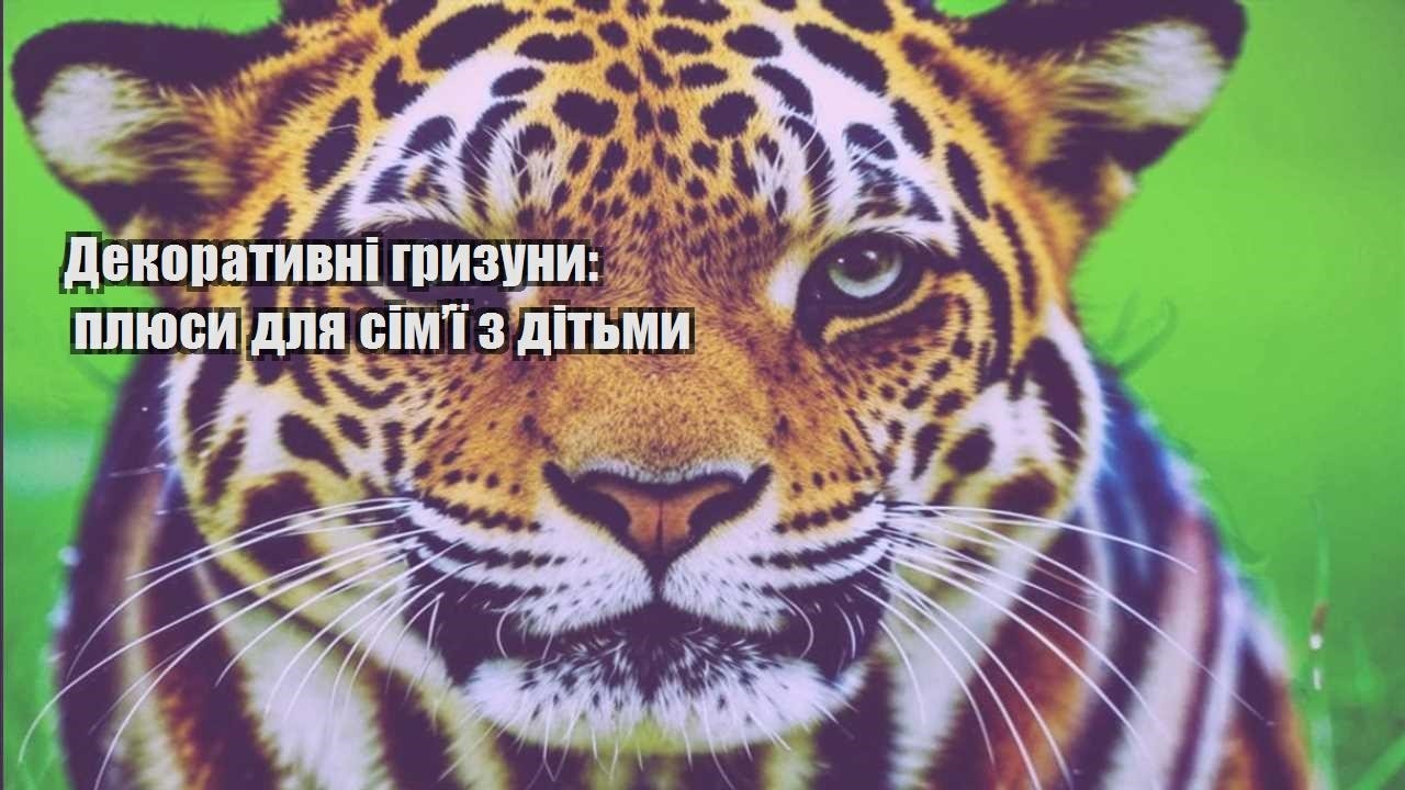 dekoratyvni gryzuny plyusy dlya simyi z ditmy