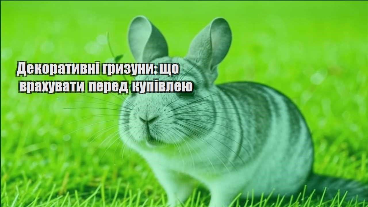 dekoratyvni gryzuny shho vrahuvaty pered kupivleyu