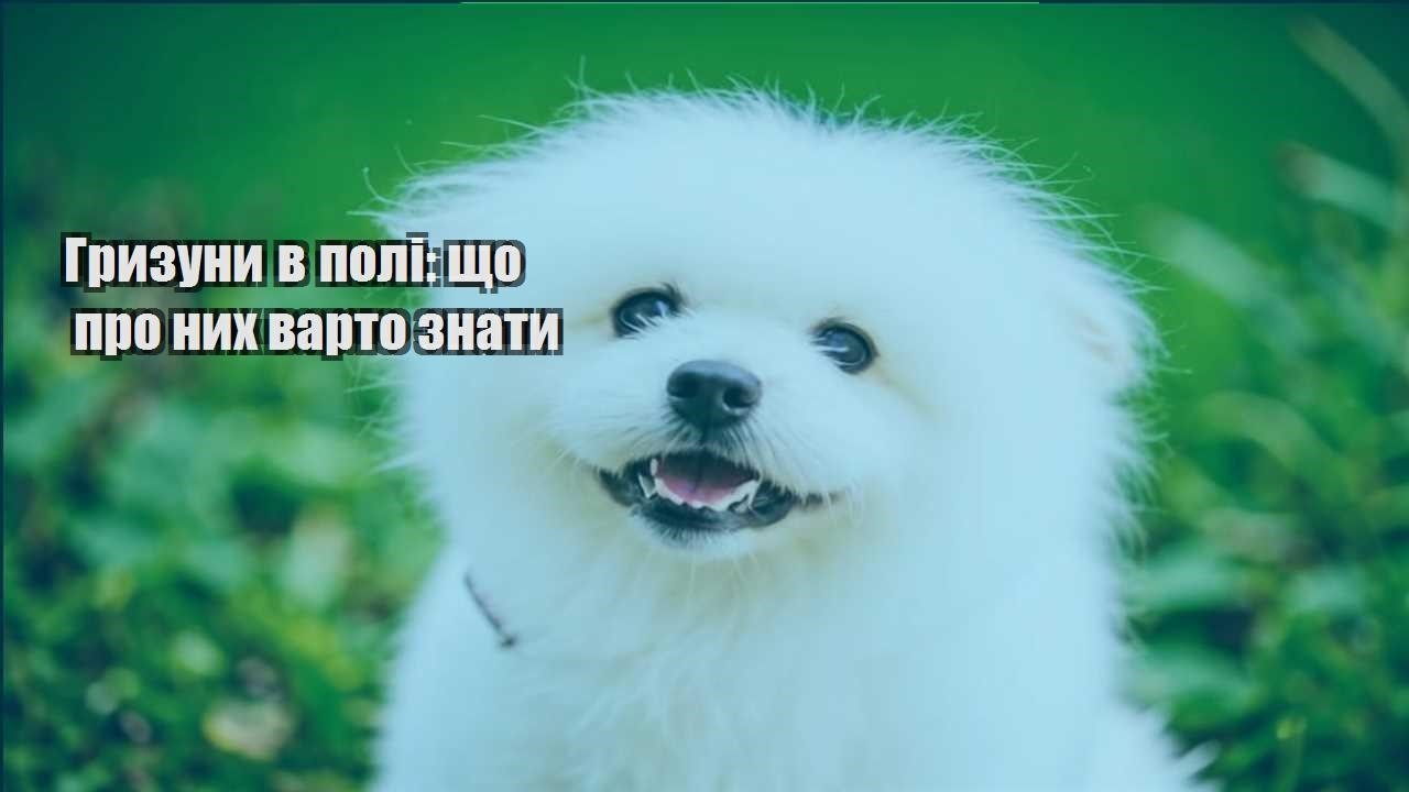 gryzuny v poli shho pro nyh varto znaty