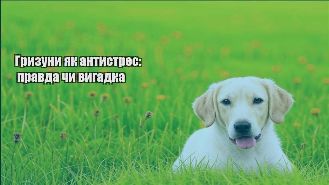 gryzuny yak antystres pravda chy vygadka