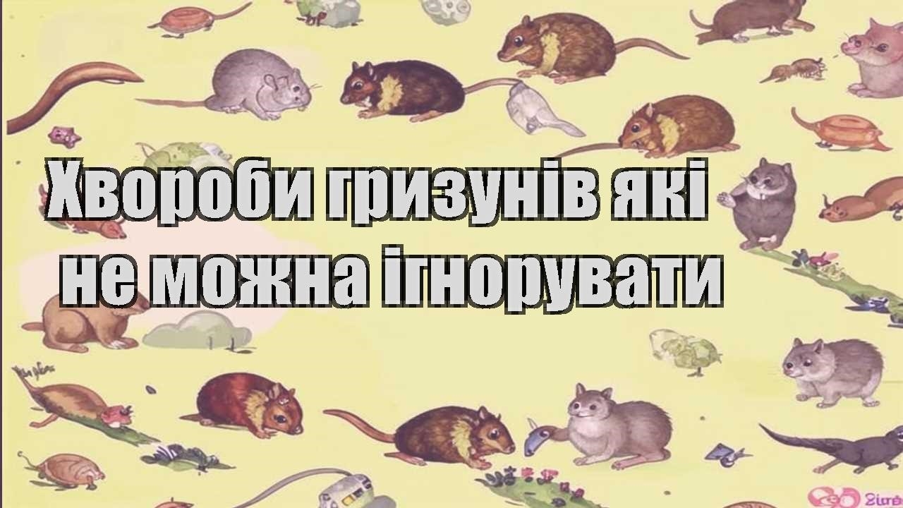 hvoroby gryzuniv yaki ne mozhna ignoruvaty