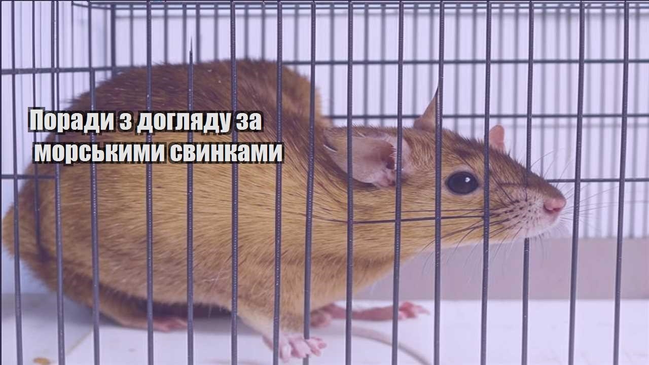 porady z doglyadu za morskymy svynkamy