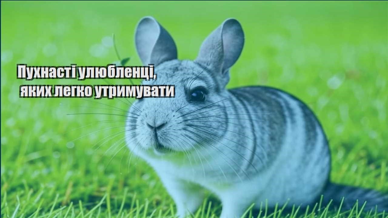 puhnasti ulyublenczi yakyh legko utrymuvaty