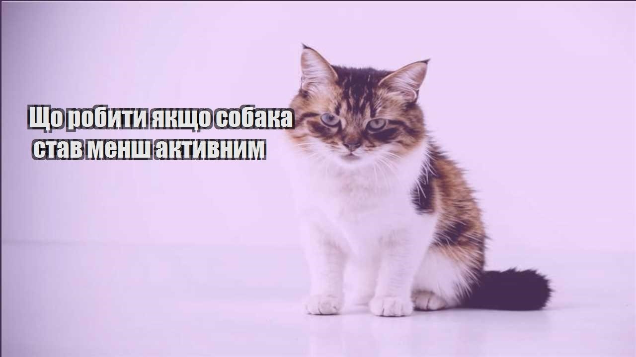 shho robyty yakshho sobaka stav mensh aktyvnym