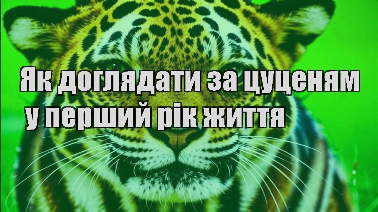yak doglyadaty za czuczenyam u pershyj rik zhyttya