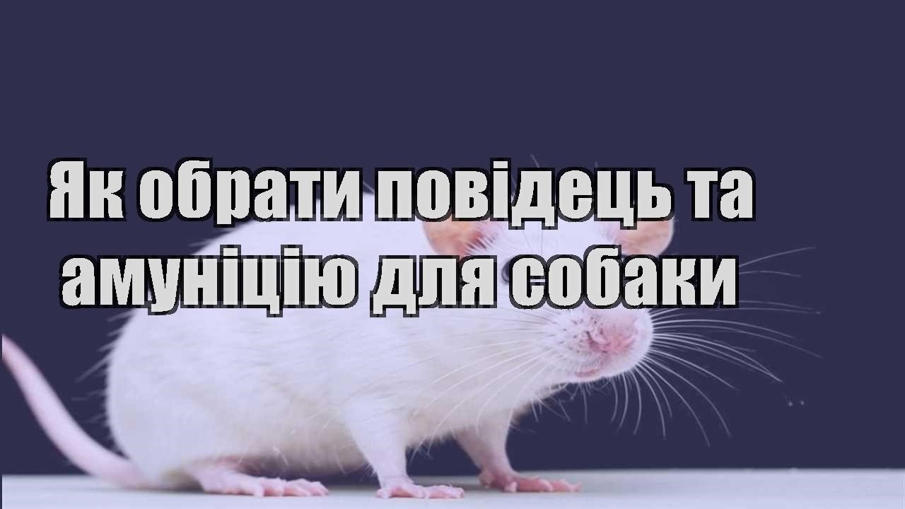 yak obraty povidecz ta amunicziyu dlya sobaky