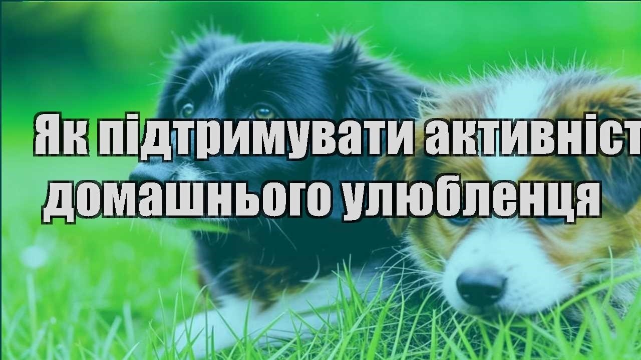 yak pidtrymuvaty aktyvnist domashnogo ulyublenczya