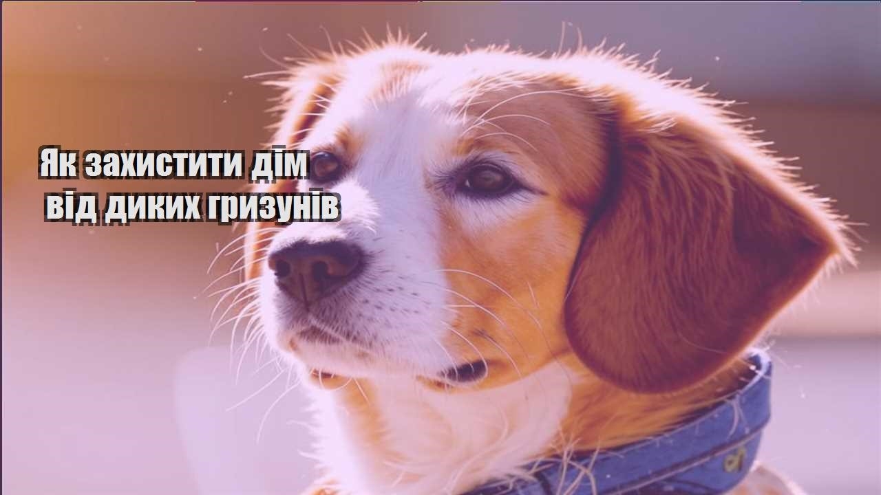 yak zahystyty dim vid dykyh gryzuniv