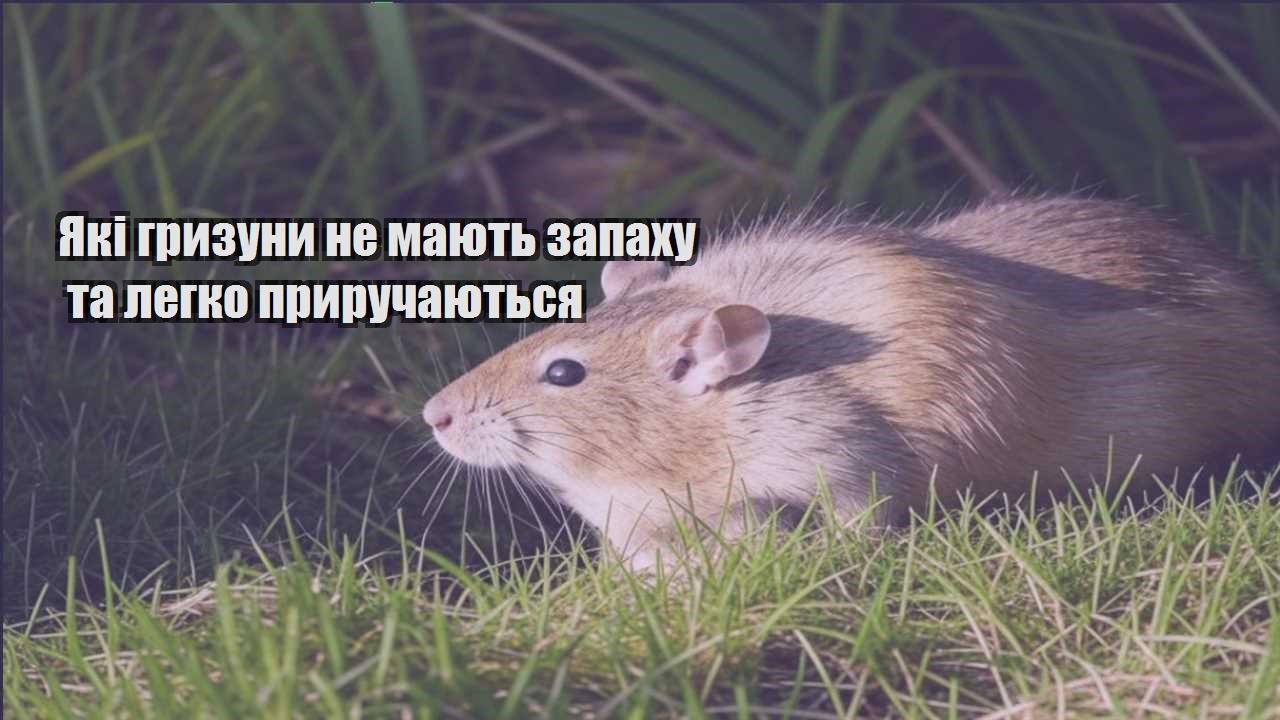 yaki gryzuny ne mayut zapahu ta legko pryruchayutsya