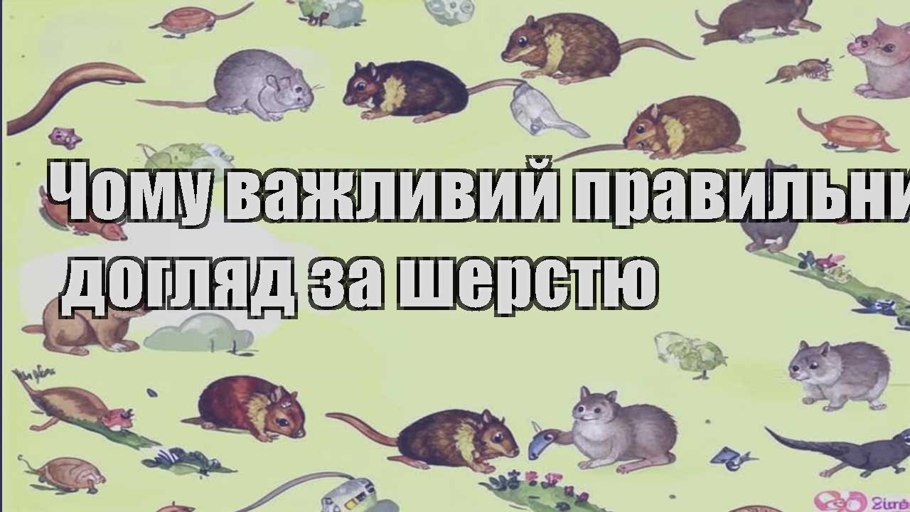 chomu vazhlyvyj pravylnyj doglyad za sherstyu
