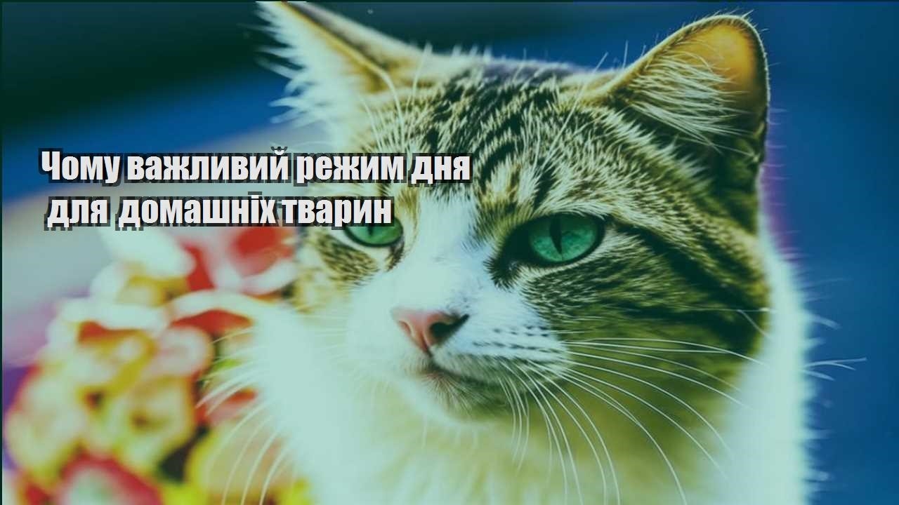 chomu vazhlyvyj rezhym dnya dlya domashnih tvaryn